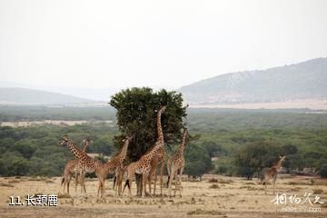 肯尼亚马赛马拉国家保护区-长颈鹿照片