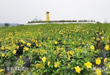 犍為世界茉莉花博覽園-茉莉照片