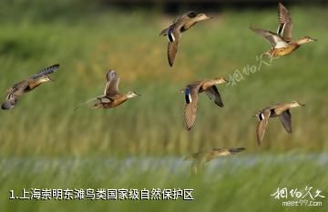 上海崇明东滩鸟类国家级自然保护区照片