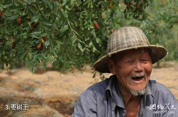 枣庄山亭区红枣农业旅游区-枣树王照片