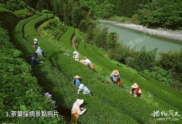 杭州大清谷-茶葉採摘照片