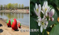 昌平北京農業嘉年華草莓博覽園驢友相冊