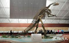 山東諸城恐龍國家地質公園旅遊攻略之珍貴古生物展廳