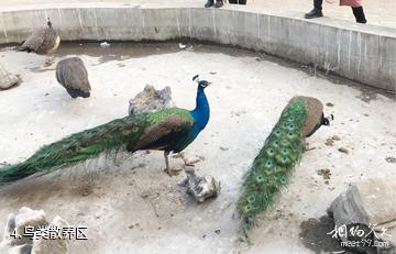 焦作森林动物园-鸟类散养区照片