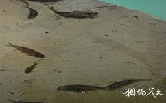 甘肅省博物館旅遊攻略之魚化石