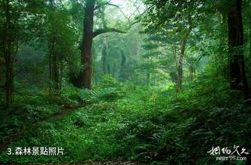 江西九連山國家森林公園-森林照片