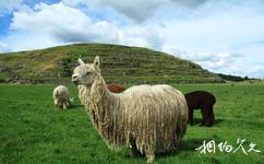 秘魯庫斯科市旅遊攻略之秘魯羊駝