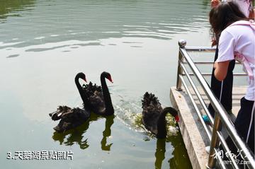 鎮江鳳凰山莊-天鵝湖照片