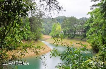 贛州陡水湖風景區-森林照片