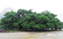 桂林月亮山旅遊攻略之大榕樹
