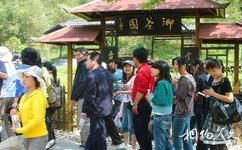 杭州神龙川风景旅游攻略之御茶园