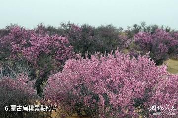 內蒙古賀蘭山國家級自然保護區-蒙古扁桃照片