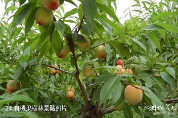 江蘇永豐林農業生態園-有機果樹林照片