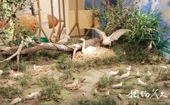 喀什南湖旅遊攻略之鳥類科普館
