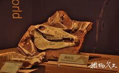 和政古动物化石博物馆旅游攻略之埃氏马