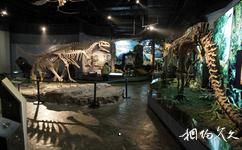 湖北十堰博物館旅遊攻略之走入恐龍時代