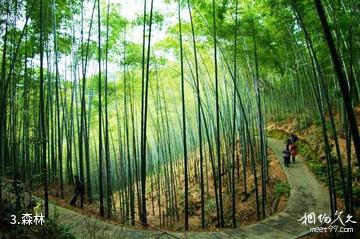 重庆楠竹山森林公园-森林照片