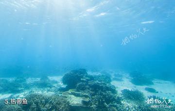 威尔逊岛海底风光-热带鱼照片