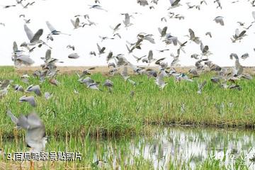 銀川鳴翠湖國家濕地公園-百鳥鳴翠照片