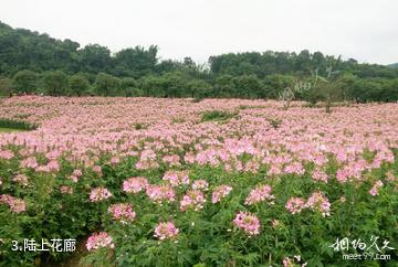 宜宾蜀南花海-陆上花廊照片