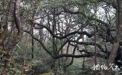 永州姑婆山旅遊攻略之原始森林