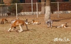 長(zhǎng)春動(dòng)植物公園旅游攻略之袋鼠館