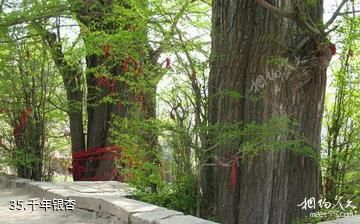 泰安徂徕山国家森林公园-千年银杏照片