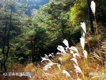 泰安徂徠山國家森林公園-迎春楓照片