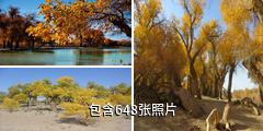额济纳胡杨林驴友相册
