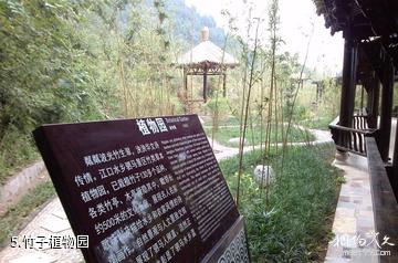 平昌驷马水乡旅游区-竹子植物园照片