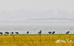 安徽升金湖國家級自然保護區旅遊攻略之白頭鶴