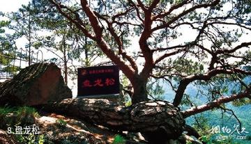 吉林仙景台风景名胜区-盘龙松照片