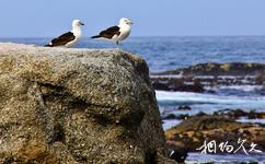 南非海豹島旅遊攻略之海鷗