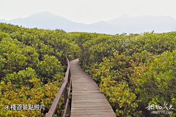 福建漳江口紅樹林國家級自然保護區-棧道照片