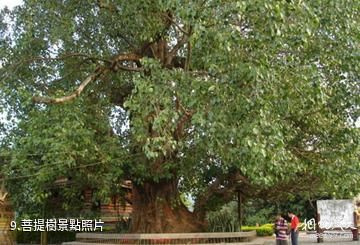 勐海景真八角亭-菩提樹照片