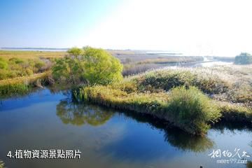 河南豫北黃河故道濕地鳥類國家級自然保護區-植物資源照片