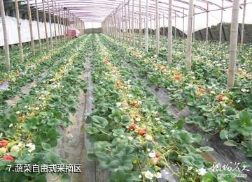 上海都市菜园-蔬菜自由式采摘区照片