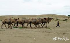新疆圖開沙漠旅遊攻略之駝群