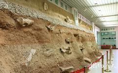 和政古动物化石博物馆旅游攻略之和政地层剖面