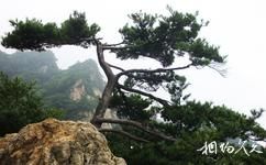 蓝田王顺山国家森林公园旅游攻略之松树