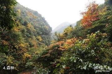 安徽宁国夏霖风景区-森林照片