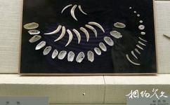西安半坡博物館旅遊攻略之牙飾