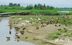 北京延庆野鸭湖国家湿地公园旅游攻略之鸟类