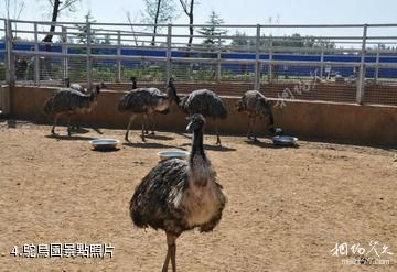 臨沂動植物園-鴕鳥園照片