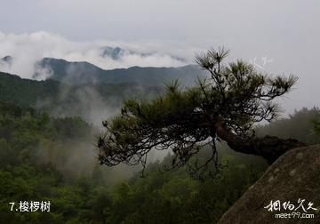 浠水三角山国家森林公园-梭椤树照片