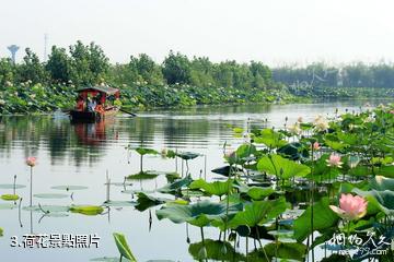 淮南焦崗湖國家濕地公園-荷花照片