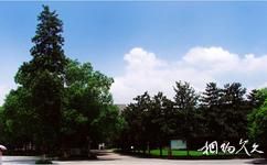 西南大學校園概況之樟樹林