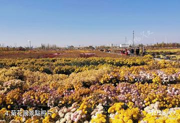 新疆農業博覽園-菊花展照片