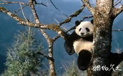 佛坪熊貓谷自然保護區旅遊攻略之大熊貓