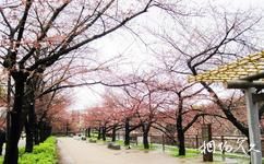 日本大阪城公園旅遊攻略之櫻花